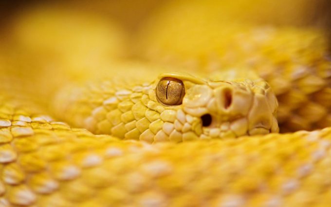 albino rattlesnake wallpaper background
