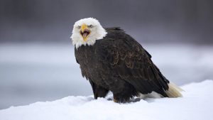 Angry Eagle Wallpaper