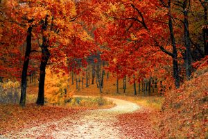 autumn forest path wallpaper background