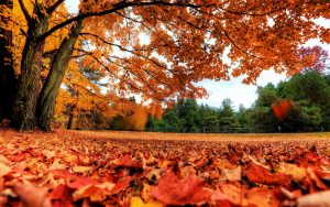 Autumn Leaves 4K Wallpaper