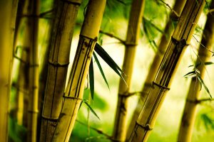 bamboo close up wallpaper background