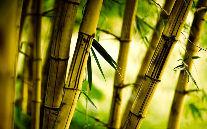 bamboo close up wallpaper background