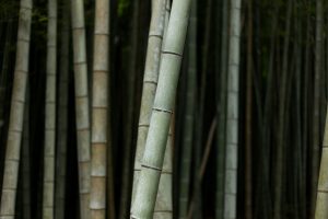 bamboo wallpaper 4k 5k background