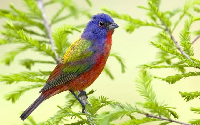 beautiful colored bird wallpaper background