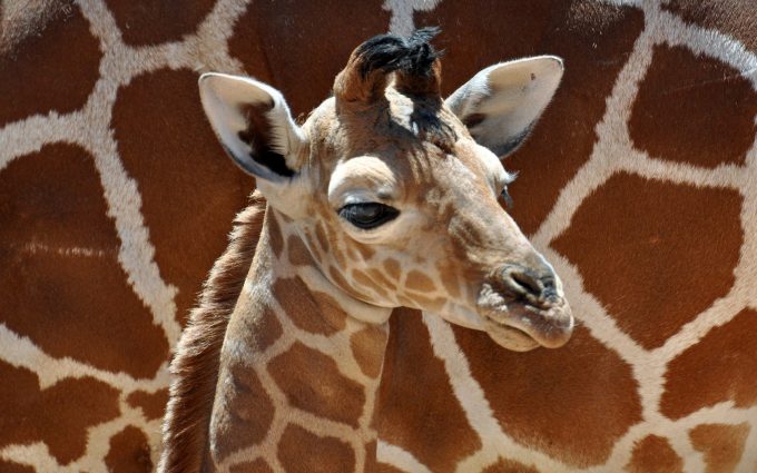 beautiful giraffe baby wallpaper