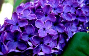 Beautiful Purple Flowers Wallpaper