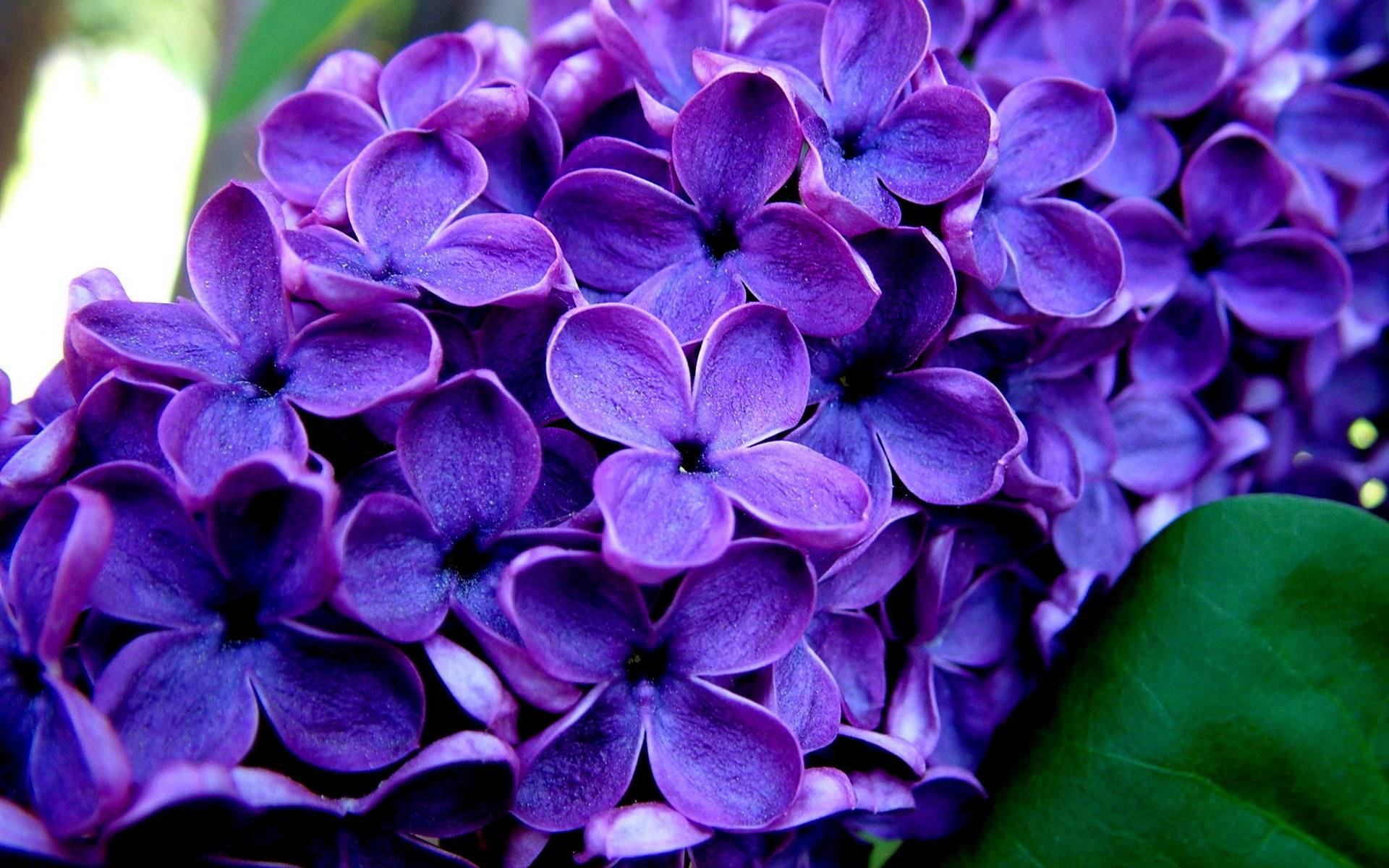 Beautiful Purple Flowers Wallpaper | HD Wallpaper Background