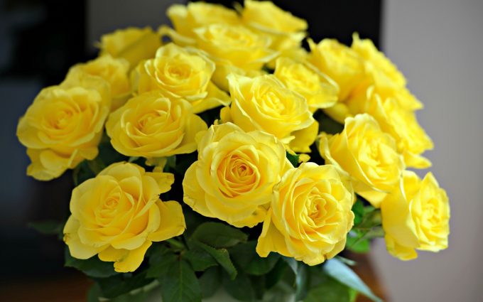 beautiful yellow roses wallpaper
