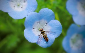 Bee On Blue Flower Wallpaper