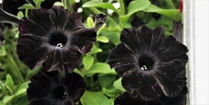 black petunia flowers 4k 5k wallpaper