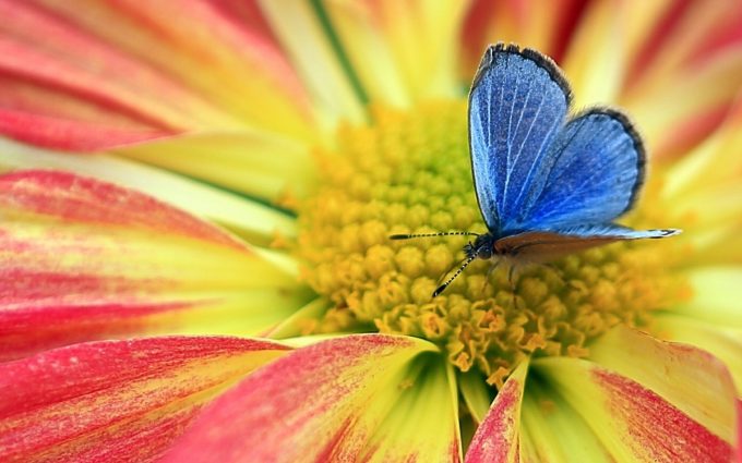 blue butterfly on flower wallpaper background