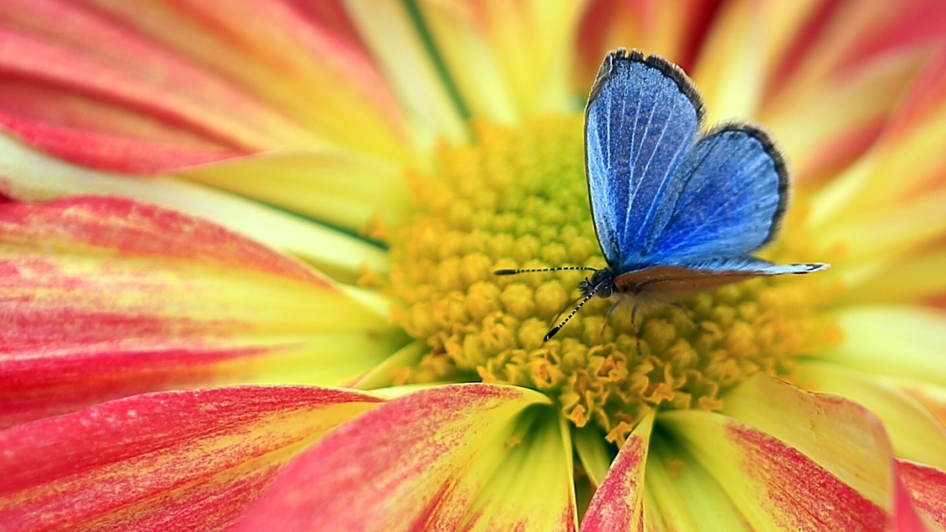 Blue Butterfly on Flower Wallpaper | HD Wallpaper Background