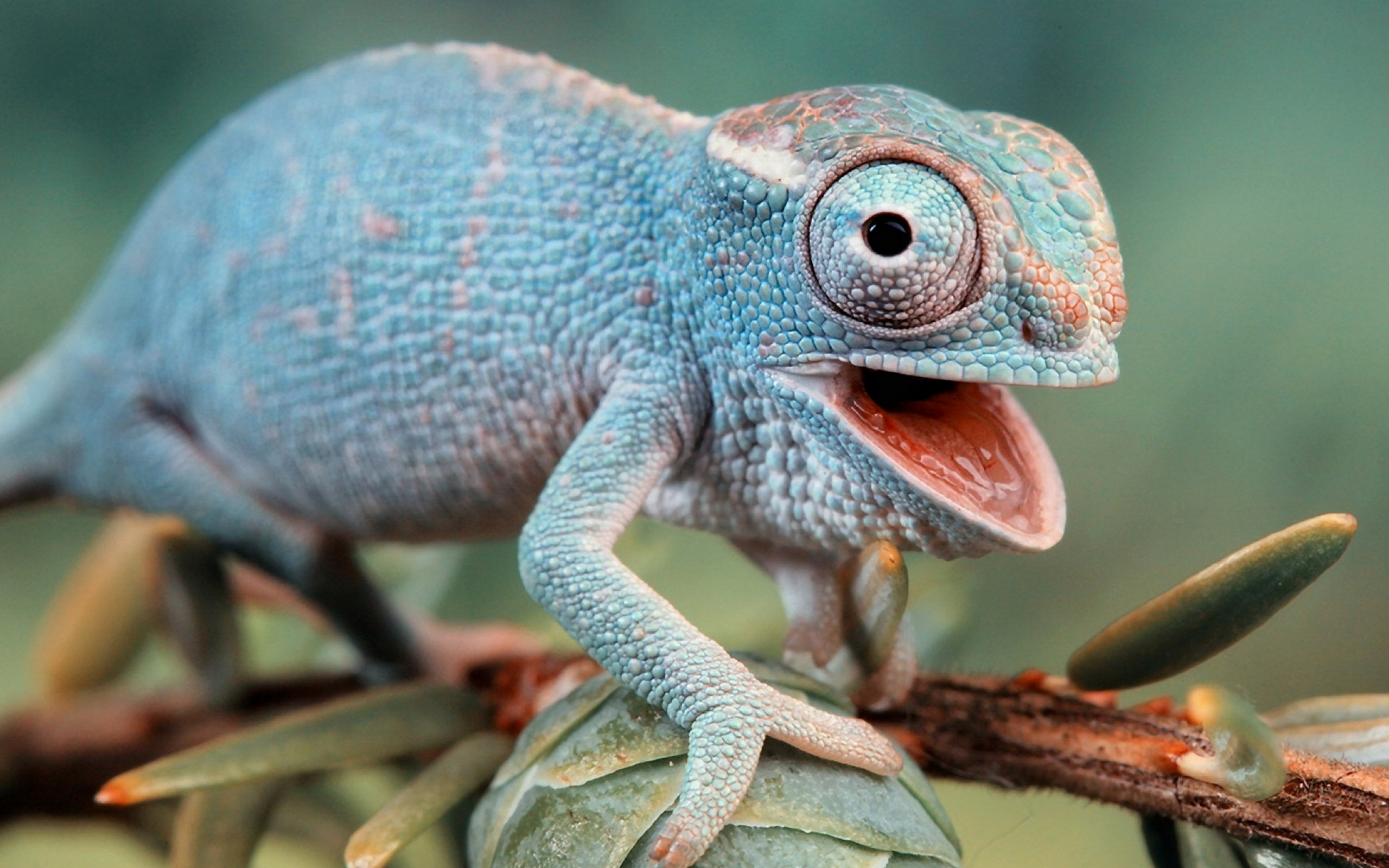 blue chameleon wallpaper background