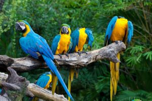Blue Parrots Wallpaper Background