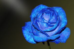 blue rose wallpaper 4k background