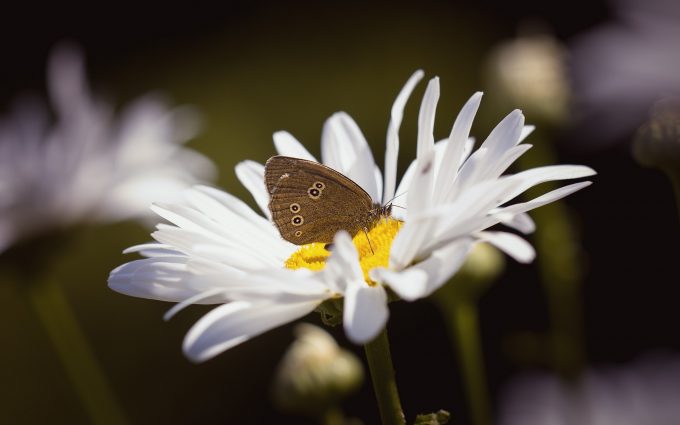 brown butterfly on white flower wallpaper background