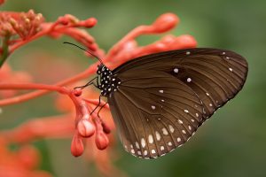 brown butterfly wallpaper background