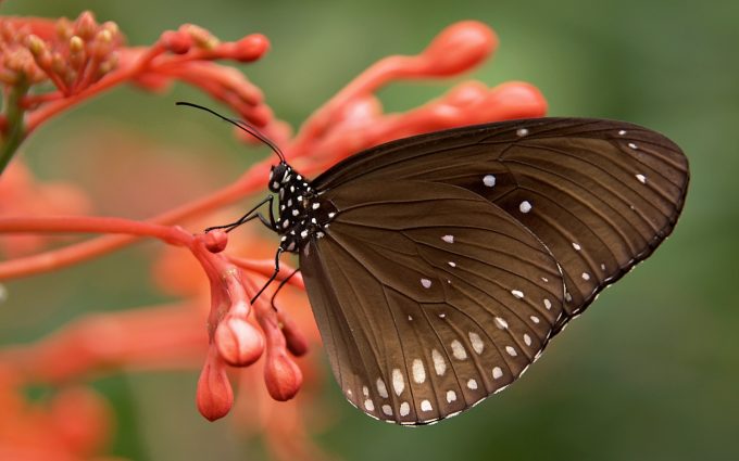 brown butterfly wallpaper background