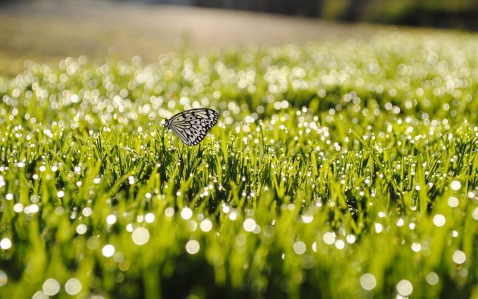 butterfly on grass wallpaper background