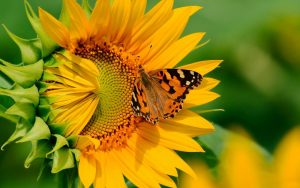 Butterfly on Sunflower Wallpaper Background
