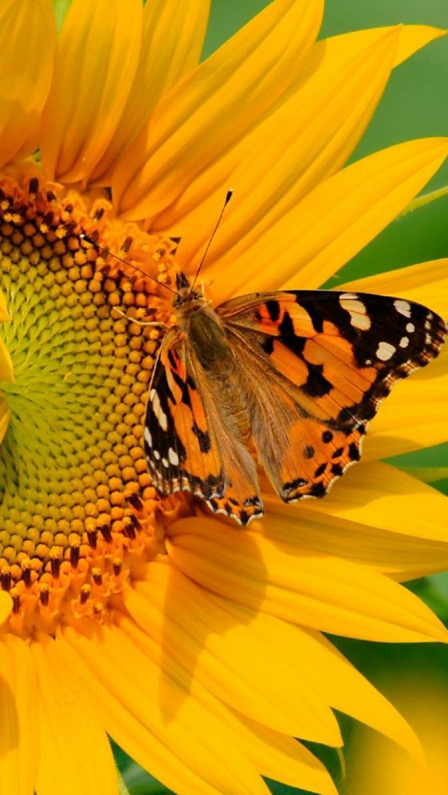 Butterfly on Sunflower Wallpaper Background HD Wallpaper Background