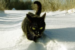 Cat in Snow Wallpaper