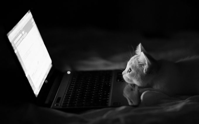 cat reading email wallpaper background