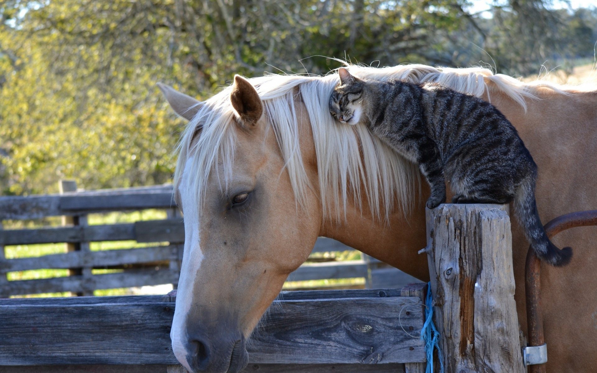cat with horse wallpaper background