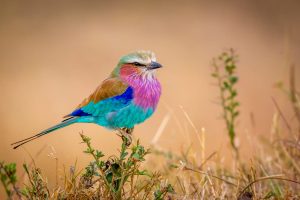colorful bird wallpaper background