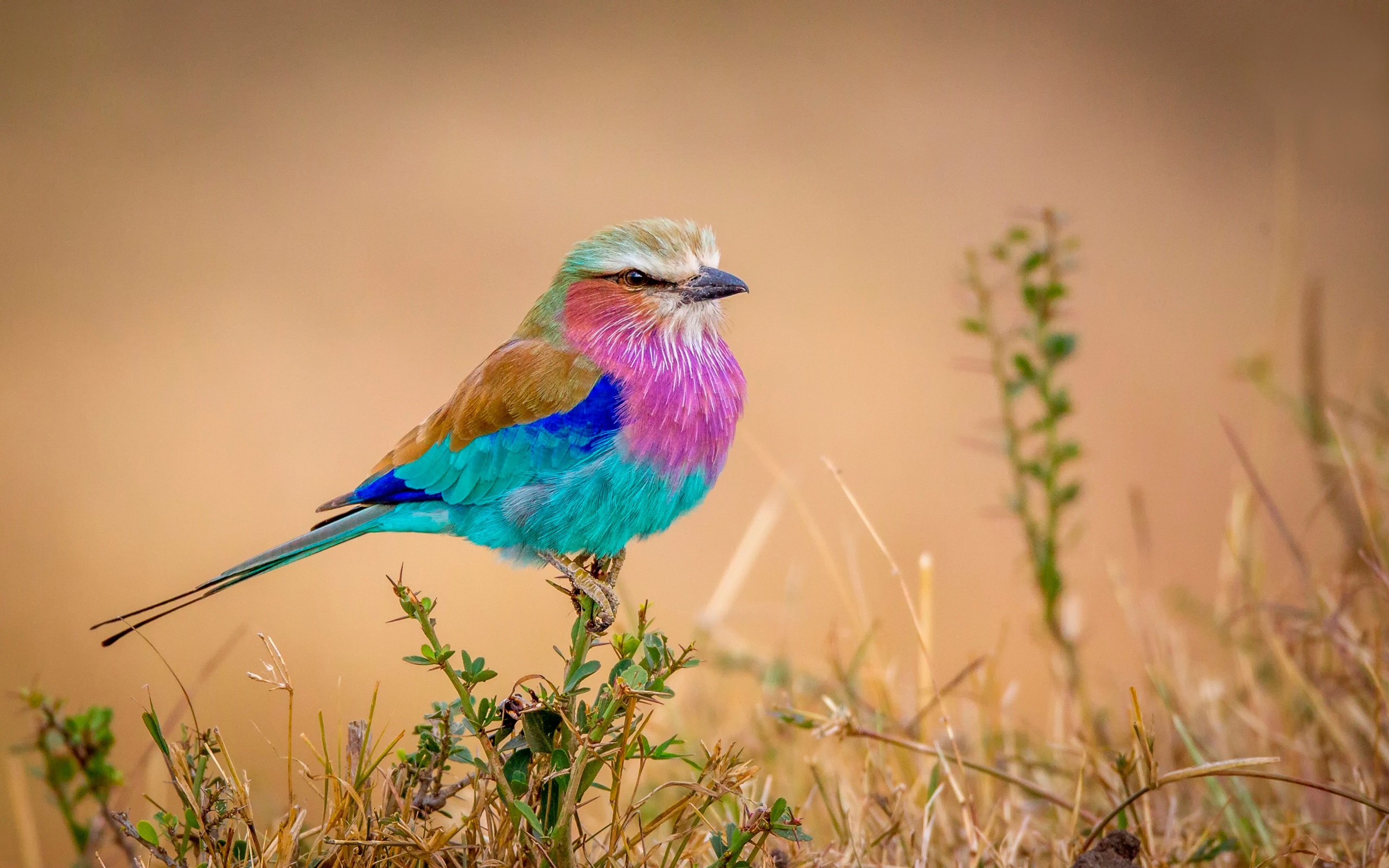 colorful bird wallpaper background