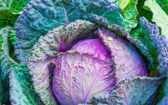 colorful cabbage wallpaper background