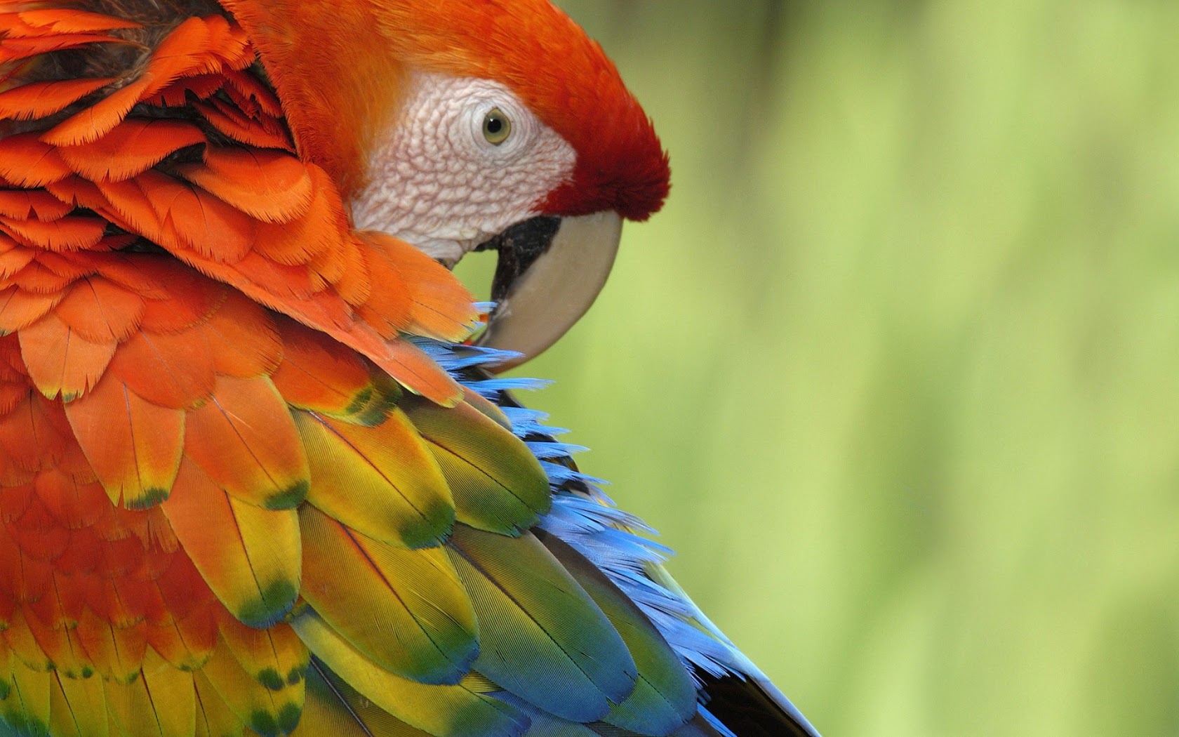 colorful parrot wallpaper background