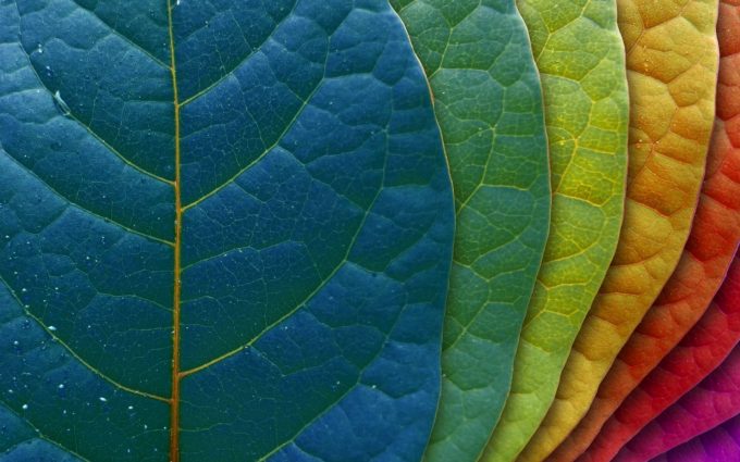 different color leaves wallpaper background