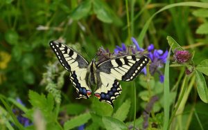 Dovetail Butterfly Wallpaper Background