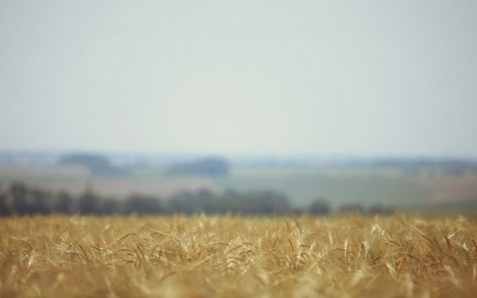 dry corn field wallpaper background