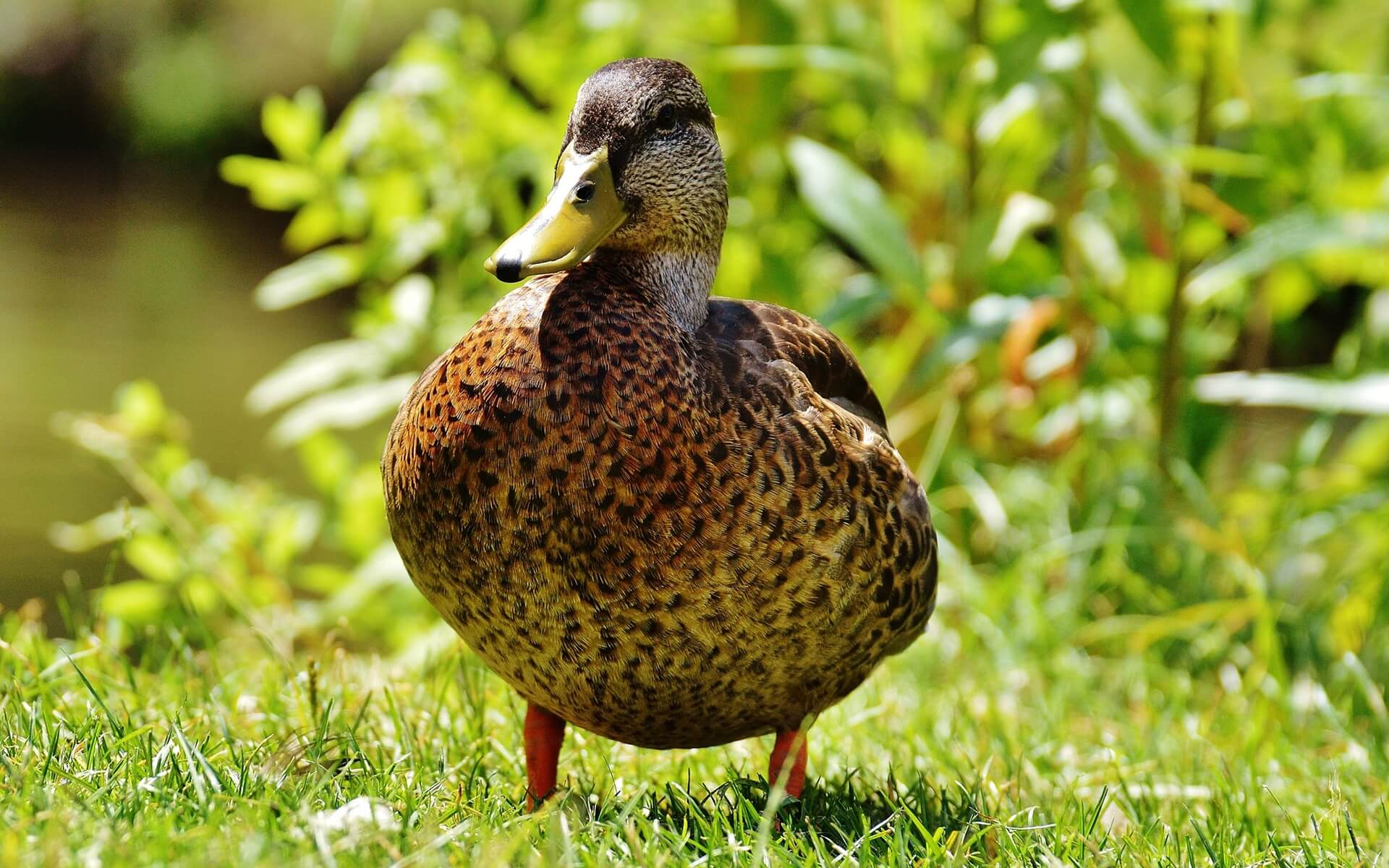 duck on grass wallpaper background