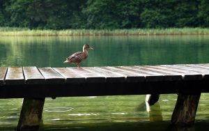 Duck on Lake Pier Wallpaper Background