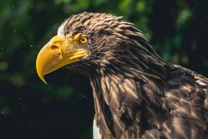 Eagle Bird 4K Wallpaper
