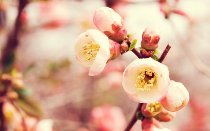 flowering quince wallpaper background