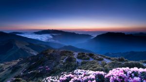 Flowers on Mountain Wallpaper Background