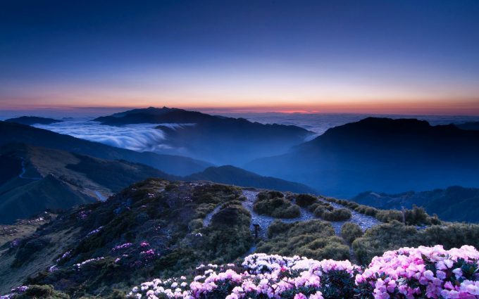 flowers on mountain wallpaper background