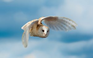 Flying Owl Wallpaper Background