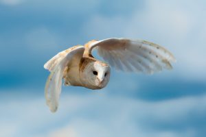 flying owl wallpaper background