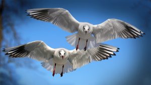 Flying Seagulls Wallpaper 4K Background