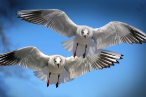 flying seagulls wallpaper 4k background