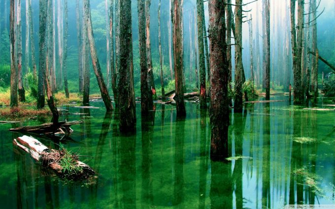 forest green water wallpaper background