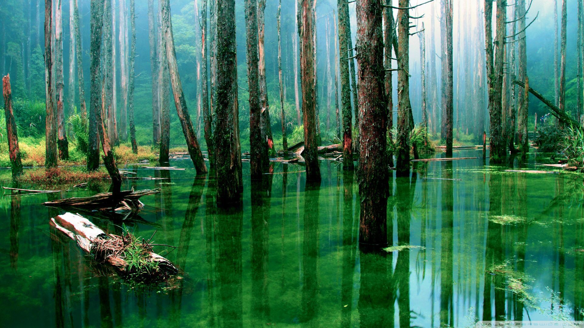 forest green water wallpaper background