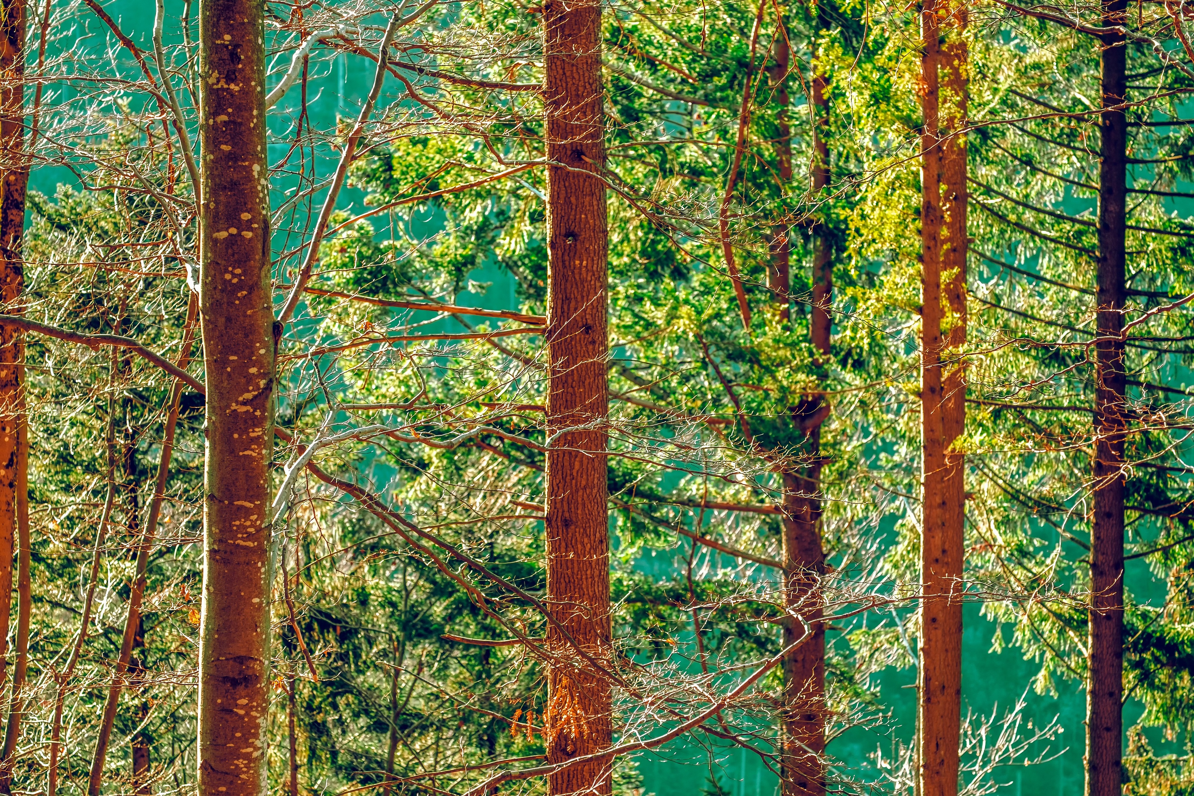 forest, trees, 4k hd, widescreen, wallpaper