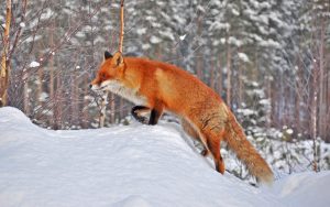 Fox in Snow Wallpaper Background