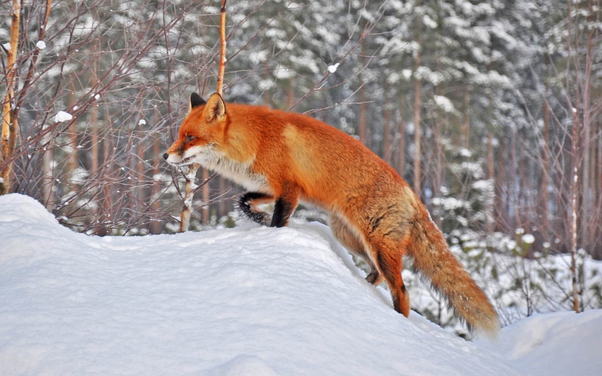 fox in snow wallpaper background